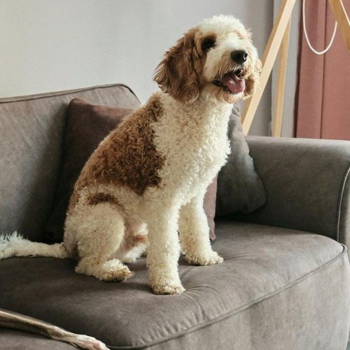 two dogs sitting on a couch